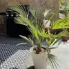 Bloomique - Washingtonia Robusta - Meksykańska palma Podgląd zdjęcia produktu 5