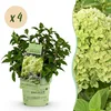 Green boutiQ - Gartenpflanze - Hydrangea panniculata Produktbild-Vorschau 3