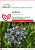 SAFLAX - Verbena - Verbena officinalis - 250 Semena Náhled obrázku produktu 1