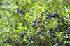 Ilex crenata 'Convexa', Japanische Stechpalme, immergrün, Produktbild-Vorschau 6