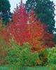 Liquidambar styraciflua, Amberbaum, 100–125 cm Produktbild-Vorschau 12