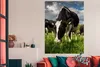 MuchoWow® Poster Kühe - Tiere - Gras - Wiese - Bauernhof Produktbild-Vorschau 2