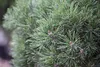 Pinus mugo 'Mops', Bergkiefer, kompakt, ca. 9x9 cm Topf Produktbild-Vorschau 9