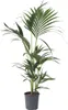 Kentia Palme - Howea forsteriana - Höhe 90-100cm - ⌀18cm Produktbild-Vorschau 1
