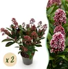 Skimmia japonica Rubella - Blüte Rot - 10+ Blüten - 2 Produktbild-Vorschau 1