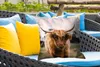 MuchoWow® Outdoor Kissen - Schottisches Hochlandrind - Kuh Produktbild-Vorschau 4