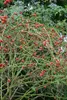 Hundsrose 60-100 cm, im Topf - Rosa canina Produktbild-Vorschau 3