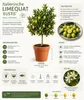 Italienische Limequat Eustis 70–100 cm – Citrus x Produktbild-Vorschau 2