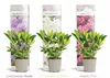 Set da 3 rododendri / rosa alpina – Viola, rosa e bianco – Anteprima dell’immagine prodotto 5