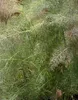 6 x Foeniculum vulg. 'Giant Bronze' - Fenchel - Topf 9 x 9 Náhled obrázku produktu 3