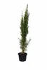 Mittelmeer Zypresse 120–140 cm Säulenzypresse Cupressus Produktbild-Vorschau 4