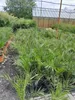 A nursery or garden center with many potted palm plants in front of a greenhouse. Voir les images du produit