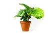 Gardners Calathea Orbifolia, průměr 11-12 cm Náhled obrázku produktu 6