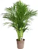 BALDUR Garten 1x Areca Palme ca. 120-130 cm hoch, Pflanze Produktbild-Vorschau 2