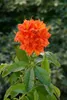 Rhododendron luteum 'Fireball', gelb-orange, 40–50 cm Produktbild-Vorschau 7