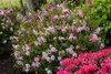 Syringa meyeri 'Palibin', Zwergflieder, lila, 60–80 cm Produktbild-Vorschau 8