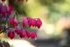 Euonymus alatus 'Compactus', Flügel-Spindelstrauch, 60–80 Produktbild-Vorschau 7