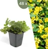 Plants by Frank | 60 Plantes de waldsteinia | Waldsteinia Voir les images du produit 1