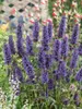 Agastache rugosa 'Black Adder', Duftnessel, violett, ca. Produktbild-Vorschau 5