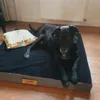 Legowisko ortopedyczne Dogeste XL 90x70 cm materac ze Podgląd zdjęcia produktu 3