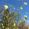 Magnolie Fiume Giallo 2L Anteprima dell’immagine prodotto 13