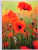 Exacompta 12x Albums photos pochettes souples 64 10x15cm Voir les images du produit 2