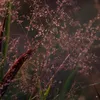 Stauden Gänge 5 x Panicum virgatum 'Squaw' im 1 Liter Topf Produktbild-Vorschau 6