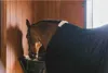 Kentucky Horsewear Mesh Fliegendecke Schwarz Produktbild-Vorschau 4