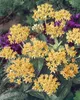 Asclepias tuberosa, Schmetterlingsblume, orange, ca. 9x9 cm Produktbild-Vorschau 4
