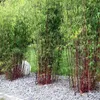 A cluster of red bamboo plants with green leaves, set against a backdrop of greenery and a white spherical object. The ground is covered in small gray gravel, with a section of paving stones in the foreground. Produktbild-Vorschau