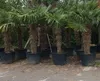 Hanfpalme Trachycarpus Fortunei Stammlänge ca. 130-150 cm Produktbild-Vorschau 2