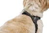 Hunter Geschirr Soho Mini Leder XS-S schwarz, Größe:XS-S, Produktbild-Vorschau 10