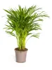 Goldfruchtpalme - Dypsis lutescens - Areca - Solitärpflanze Produktbild-Vorschau 1