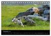 Whippets in Aktion (Tischkalender 2027 DIN A5 quer), Produktbild-Vorschau 13