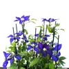 A close-up shot of a clematis plant with multiple purple flowers and green leaves, supported by stakes. Anteprima dell’immagine prodotto