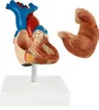 Anatomie Modell Herz des Menschen Anatomiemodell Produktbild-Vorschau 2
