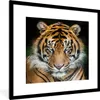 MuchoWow® Gerahmtes Poster Tiger - Schwarz 40x40 cm - Produktbild-Vorschau 1