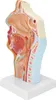 Anatomisches Modell der menschlichen Nase, Mundhöhle und Voir les images du produit 2