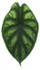 Alocasia baginda Dragon Scale - Tropenwurz - Alokasie - Produktbild-Vorschau 4