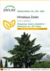 SAFLAX - Himalaya Zeder - Cedrus deodara - 35 Samen Produktbild-Vorschau 1