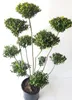 Ilex crenata Glorie Gem - Gartenbonsai 110-120 cm | Ilex Produktbild-Vorschau 1