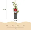 Green boutiQ - Klimroos - Rosa Red Queen - Bloem Rood - Voir les images du produit 3