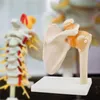 Anatomie Model kostry Model lidského ramene Anatomie v Náhled obrázku produktu 5