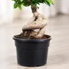 Chinesische Feige - pflegeleichte Zimmerpflanze, Ficus Produktbild-Vorschau 5
