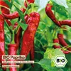 Samenliebe  Paprika Samen | Corno di Toro Rosso - rot & süß Produktbild-Vorschau 4