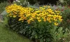 Stauden Gänge 10 x Rudbeckia fulgida 'Goldsturm' - Produktbild-Vorschau 2