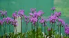 Stauden Gänge 1 x Dodecatheon meadia - Produktbild-Vorschau 7
