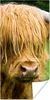 MuchoWow® Poster Schottischer Highlander - Kuhfell - Produktbild-Vorschau 1