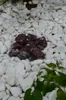 Dekorativer Zierstein Runder Roter Kieselstein 2-4 Cm 20 Kg Produktbild-Vorschau 3