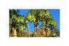 10x Carica pubescens Bergpapaya Baum Garten Pflanzen - Produktbild-Vorschau 6
